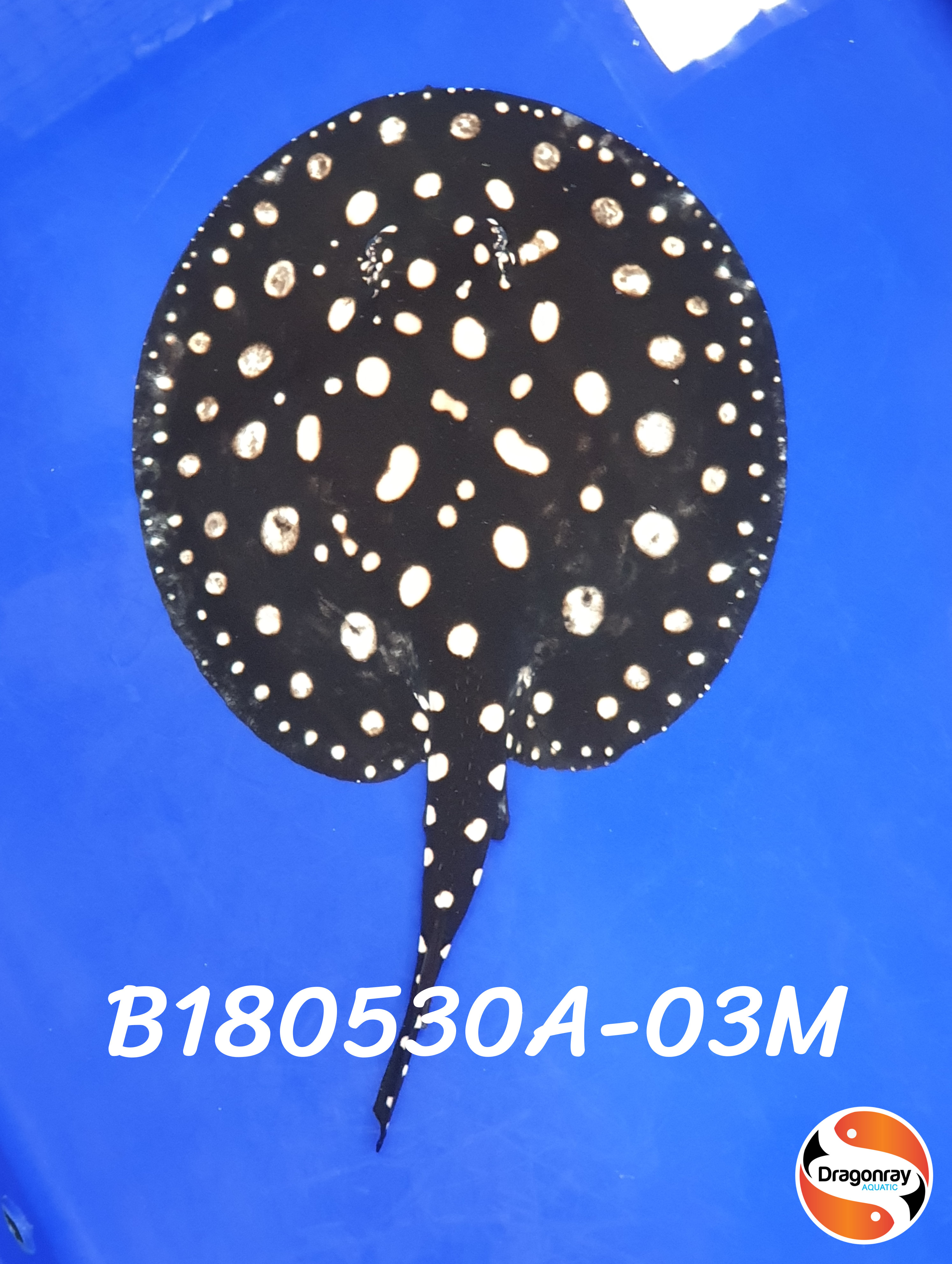 B180530A-03M